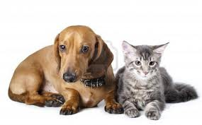 Pet Insurance Claims and Statistics