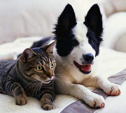 Cat & Dog Insurance Pre Exisiting Condition