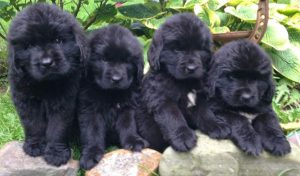 Newfoundland Puppies can cost over $3,000 to insure!