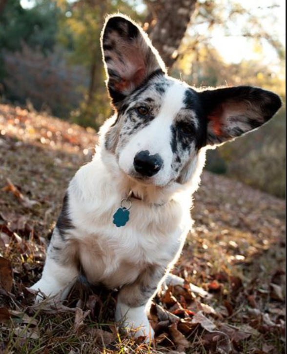 cardigan corgi - pet insurance